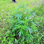 mazar-extra-bulk-seed-bank.jpg