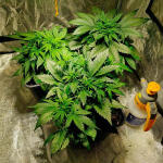 zkittlez-auto-fem-Semyanich.jpg