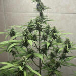 fat-bastard-auto-fem-blimburn-seeds.jpg