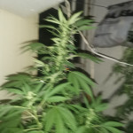 fresh-candy-fem-pyramid-seeds.jpg