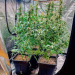 medusa-f1-auto-fem-rqs.jpg