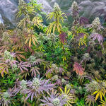 notorious-thc-fem-humboldt-seed-company.jpg