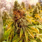 runtz-punch-fem-herbies-seeds.jpg