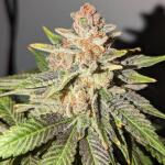 10th-planet-r1-fem-ethos-genetics.jpg