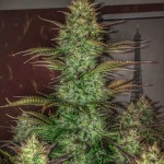 auto-glueberry-o.g.-dutch-passion.jpg