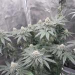 booberry-cookies-rbx-fem-ethos-genetics.jpg