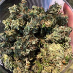 critical-kush-auto-critical-rapido-auto-fem-barneys-farm.jpg