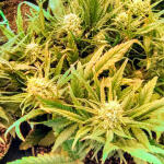 gelato-auto-fem-fastbuds.jpg