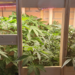 jack-47-auto-fem-sweet-seeds.jpg