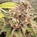 shawty-r1-fem-ethos-genetics.jpg