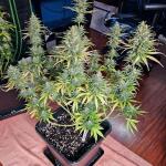 apple-betty-fem-herbies-seeds.jpg