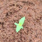 apple-betty-fem-herbies-seeds.jpg