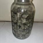 booberry-cookies-rbx-fem-ethos-genetics.jpg