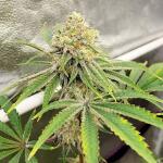 crescendo-rbx1-fem-ethos-genetics.jpg