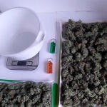 glue-sherbert-fem-alphafem-seeds.jpg
