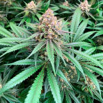 gorilla-glue-4-fem-blimburn-seeds.jpg