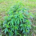 mazar-extra-bulk-seed-bank.jpg