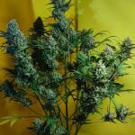 smoothie-auto-fem-fastbuds.jpg