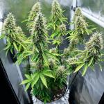auto-critical-lemon-cbd-fem-advanced-seeds.jpg