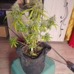 auto-parmesan-auto-cheese-fem-victory-seeds.jpg