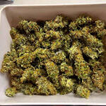 gelato-fem-blimburn-seeds.jpg