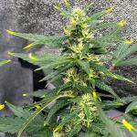 gorilla-auto-fem-Semyanich.jpg