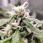 gorilla-zkittlez-fem-Semyanich.jpg