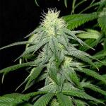 ice-cream-cake-fem-barneys-farm.jpg