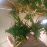 snow-white-nirvana-seeds.JPG