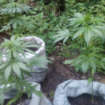violets-wonder-auto-fem-sumo-seeds.jpg