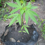 ak-77v-fem-victory-seeds.jpg