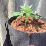 apple-betty-fem-herbies-seeds.jpg