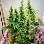 big-devil-xl-auto-fem-sweet-seeds.jpg