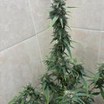 fat-bastard-auto-fem-blimburn-seeds.jpg