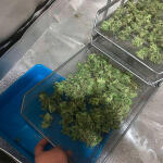 green-crack-20-fem-humboldt-seed-organization.jpg