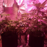 ice-female-seeds.jpg