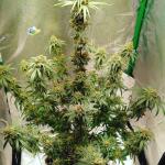 miracle-alien-cookies-mac-fem-7ch-american.jpg