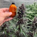 purple-lemonade-auto-fem-fastbuds.jpeg