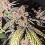 10th-planet-r1-fem-ethos-genetics.jpg