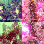 arjans-haze-3-fem-ghs.jpg