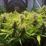 critical-kush-auto-critical-rapido-auto-fem-barneys-farm.jpg