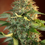 fresh-candy-pyramid-seeds.JPG