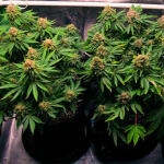 grandaddy-purple-fem-blimburn-seeds.jpg