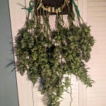 keepers-og-autoflower-fem-seedkeepers.jpg