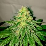 mac-n-jack-r1-fem-ethos-genetics.jpg