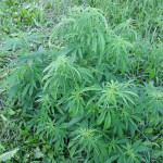 mazar-extra-bulk-seed-bank.jpg
