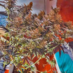 planet-of-the-grapes-rbx-fem-ethos-genetics.jpg