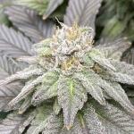 watermelon-zkittlez-fem-barneys-farm.jpg