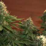 fresh-candy-pyramid-seeds.JPG