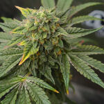 high-society-fem-compound-genetics.jpg